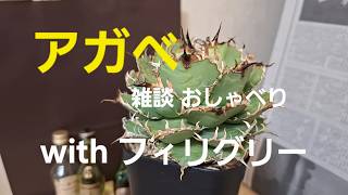 アガベ 雑談  with フィリグリー　n回目