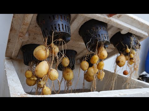 Stop growing potatoes the old way; let's do it this way. Grow potatoes with water in a styrofoam