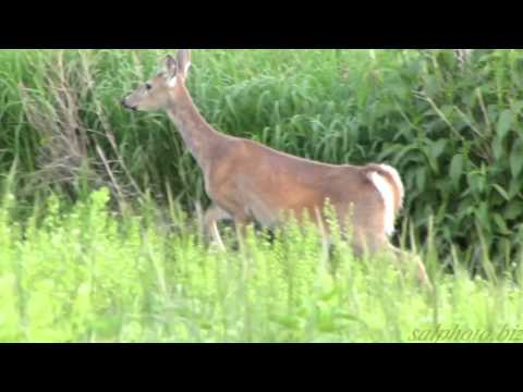 Deer Gracefully Walks by Pomme De Terre River (Morris, MN)
