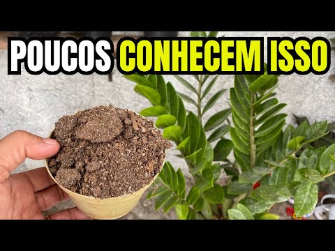 Apenas 1 xícara faz sua Zamioculca crescer 3X mais (Sem gastar nada)