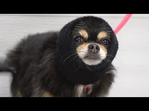 The most aggressive dog breed in the world