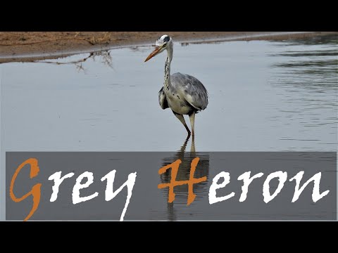 Volavka popolavá (Ardea cinerea) — Grey Heron Kruger Park bird call