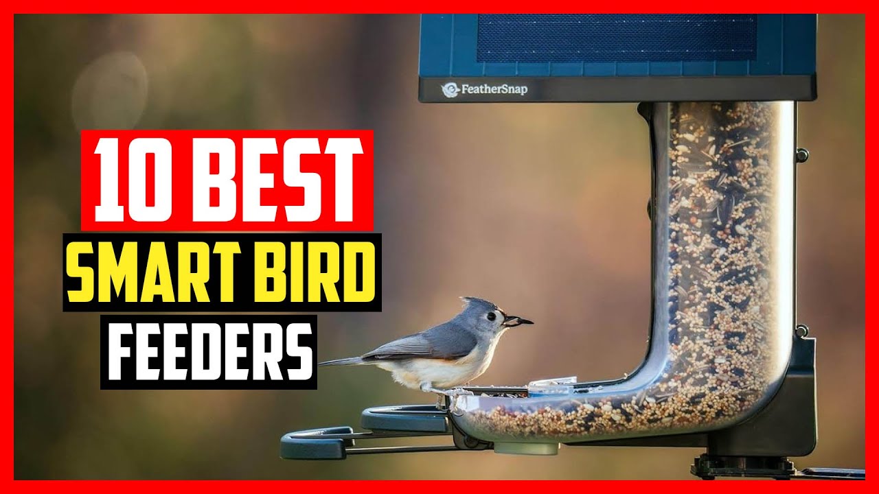 ✅Top 10 Best Smart Bird Feeders in 2025