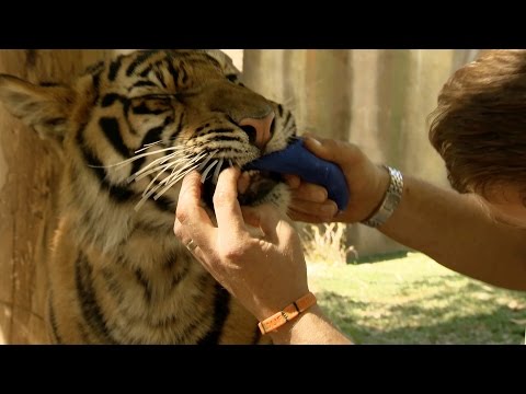 Spot and Stripe get big teeth - Tigers about the House: What Happened Next: Episode 1 - BBC