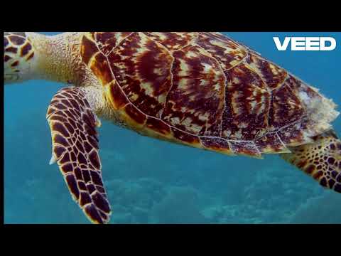 Testoasa Lulu-negativ