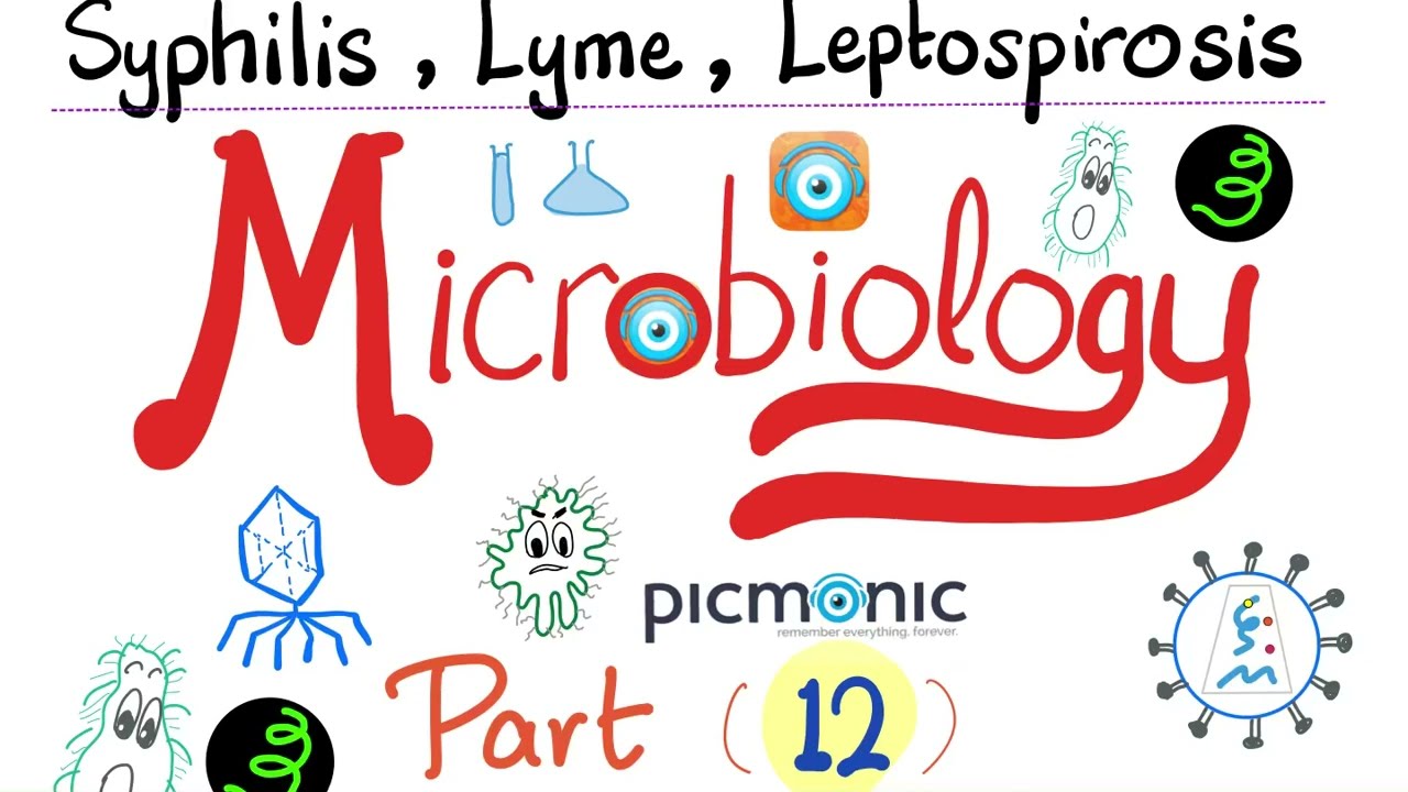 Microbiology - Spirochetes, Syphilis, TORCH, Leptospira, Borrelia, Lyme disease - Picmonic - Part 12