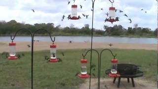 preview picture of video 'Migrating Hummers'