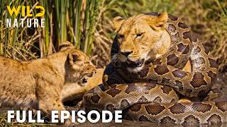 Download lagu AFRICAN LION | Only the Strongest Predators Will Survive (Full Episode) | Wild Animals mp3 Download lagu AFRICAN LION | Only the Strongest Predators Will Survive (Full Episode) | Wild Animals mp3
