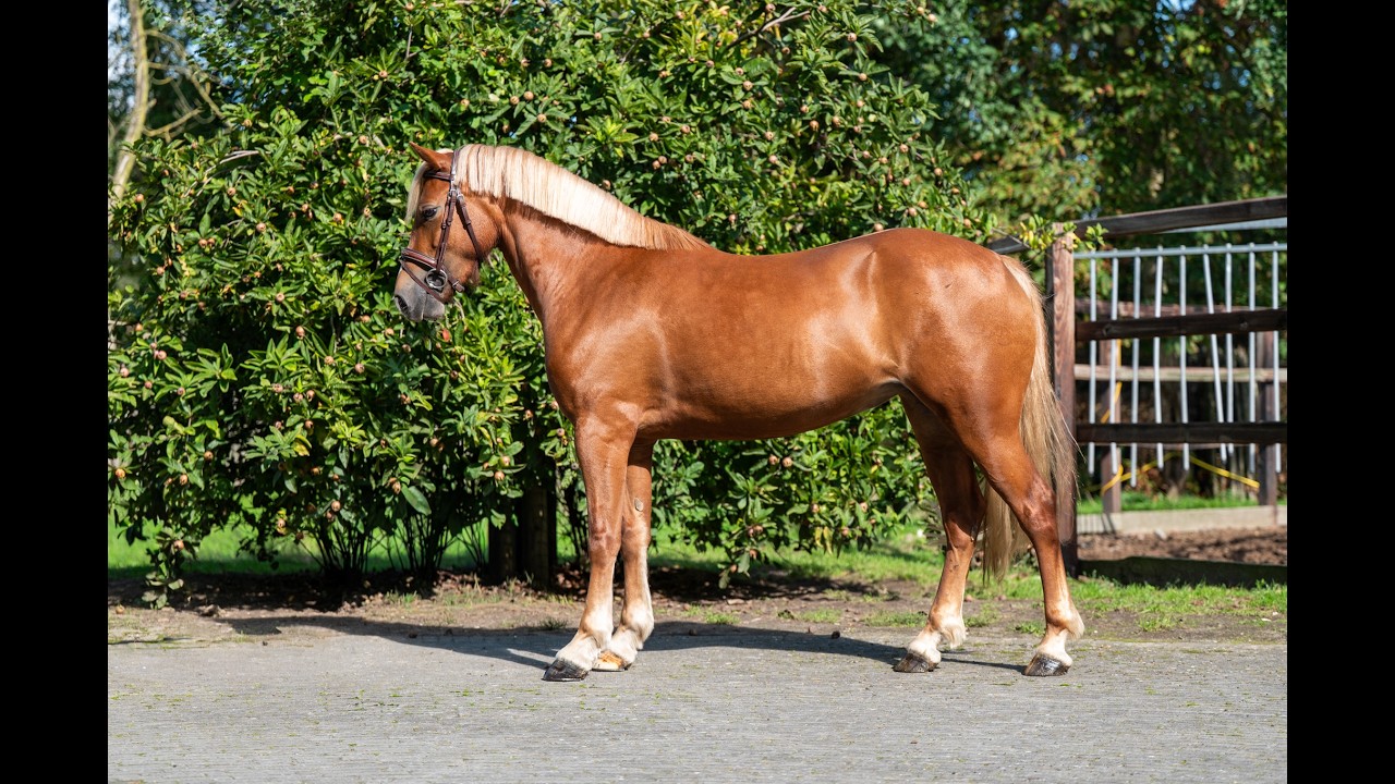 Liezelshof Daydream (LIEZELSHOF HELIO x TREVALLION AMBASSADOR) video 4
