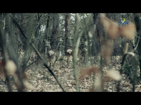 Darz Bór - odc. 52 - Walka z kłusownikami