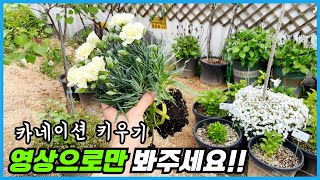 카네이션 분갈이하지 마세요 제발!! 그냥 물만 주세요 ㅠㅠ