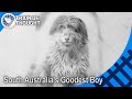 One Of Australia S Biggest Train Enthusiasts Was A Dog Bob The Driver S Dog