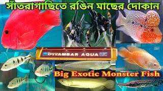সাঁতরাগাছিতে রঙিন মাছের দোকান | Parrot Oscar Arowana | Aquarium Fish Shop | Aquarium Fish Price 