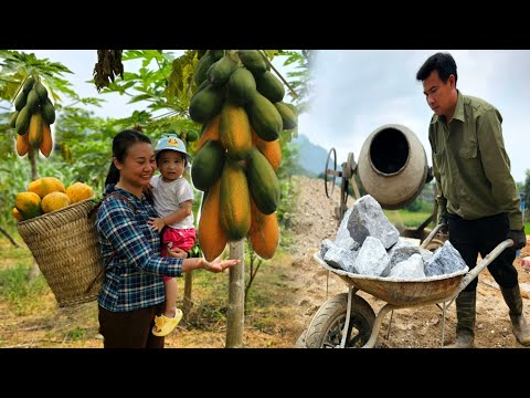 My husband works as a construction worker, I harvest papaya to sell - Happy family