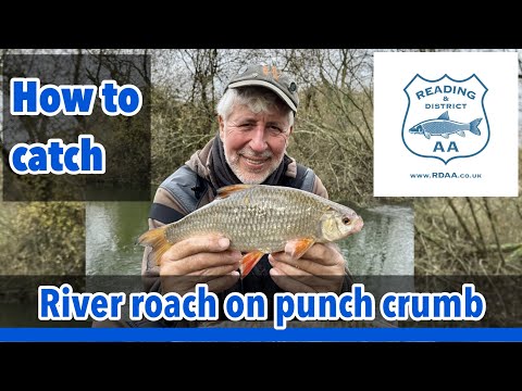 How to catch river roach on punch crumb : RDAA tips