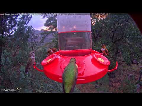 Hummingbirds Swarm After West Texas Sunrise – Aug. 3, 2018