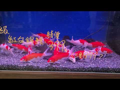 紅白鯉魚