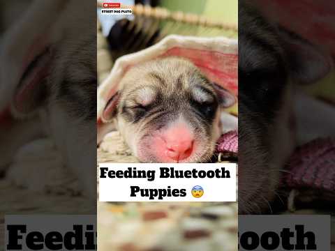 Feeding Bluetooth Puppies 🐶 | #326