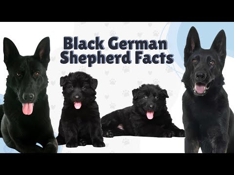 Top 15 Black German Shepherd Facts & Things To Know About All Black German Shepherds
