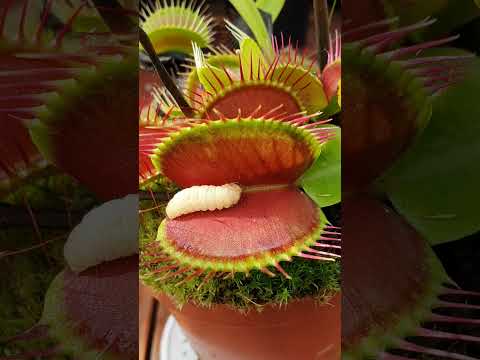 Venus Flytrap eats juicy worm
