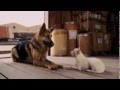 Beverly Hills Chihuahua 
