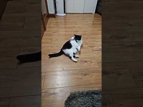 Mono.مانو #subscribe #cat #catlovers #cats #pets #pet