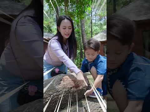 Abew Mau Angkat Kayu Raksasa #alethaabew