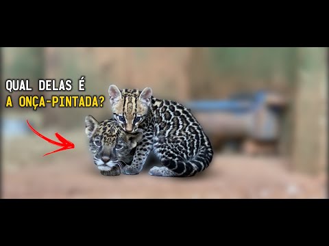 QUAL A DIFERENÇA ENTRE UMA ONÇA E UMA JAGUATIRICA? | TIAGO JÁCOMO