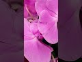 Beautiful Natural Flowers Short Video Flowers