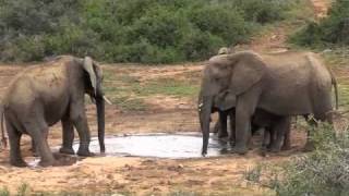 Wamkelekile eKapa John &amp; Josephine