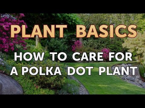 How to Dry an Overwatered Plant