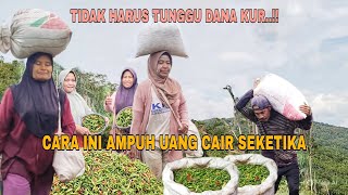 Download lagu A POWERFUL WAY TO MAKE QUICK CASH..!! GARDENING LIFE IN THE MOUNTAINS OF SUMATRA mp3
