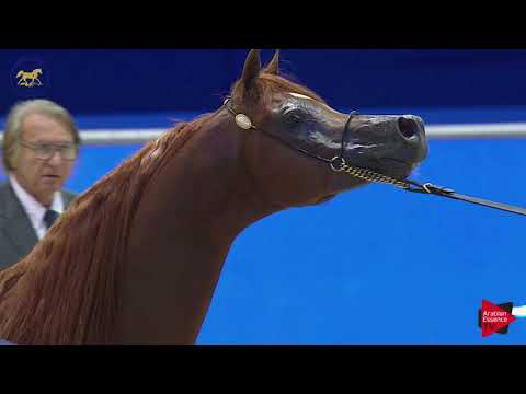 N.208 ASCOT DD - Dubai 2019 - Stallions 7-9 years old
