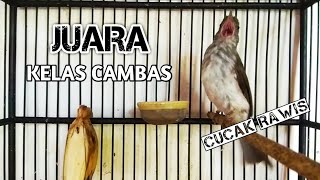 Download lagu cucak rawis gacor untuk masteran dan pancingan handal mp3 Download lagu cucak rawis gacor untuk masteran dan pancingan handal mp3