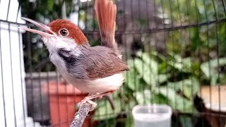 Download lagu Burung PRENJAK COKI Gacor Cocok Untuk Pancing Bunyi mp3 Download lagu Burung PRENJAK COKI Gacor Cocok Untuk Pancing Bunyi mp3