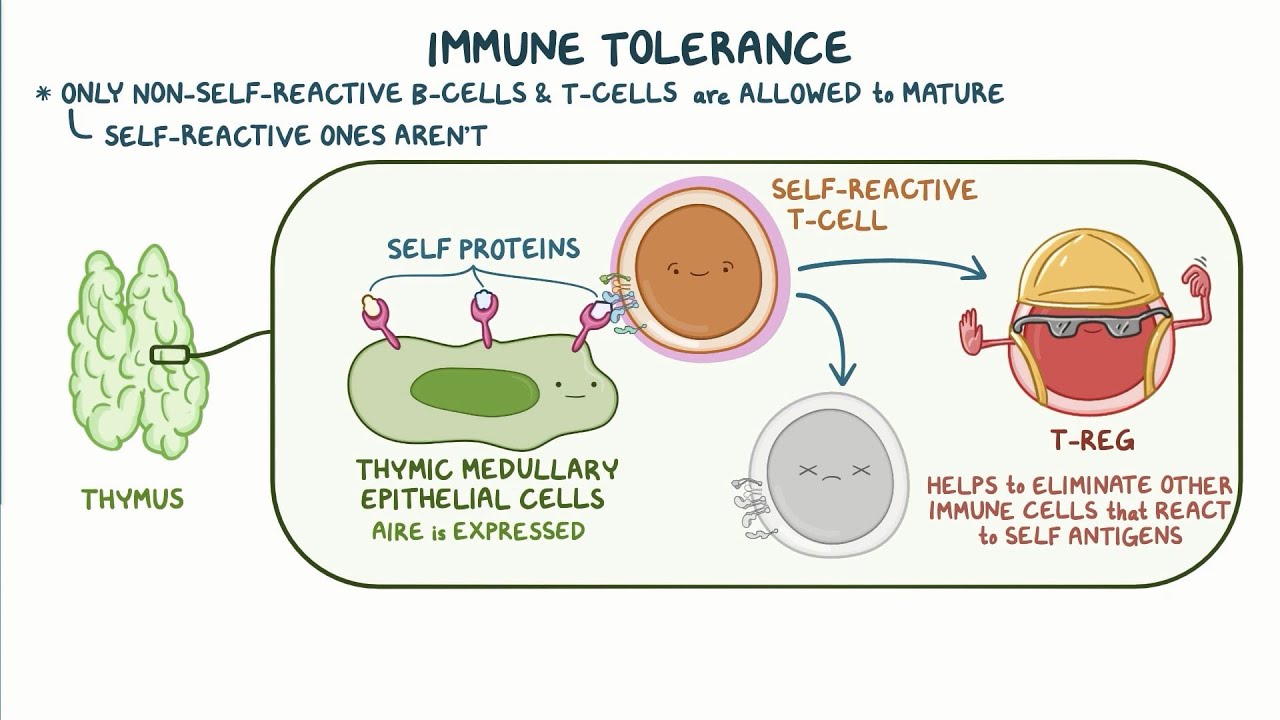 Autoimmune Polyglandular Syndrome Type 1 (APS-1): Causes & Symptoms