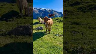 《フランスハイキング》 カウベルの音おすそわけ🔔フランスのとある山へ行ってきました♪ #shorts #スイス #ジュネーブ #スイス移住 #海外移住 #スイス生活 #ハイキング