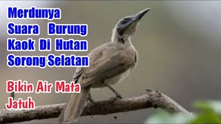 Download lagu Suara Burung Koak Kaok Gacor Di Tengah Hutan Bikin Hati Terasa Nyaman mp3