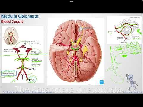Neuroanatomy VD16 - Medulla Oblongata, part 5 (blood supply & vascular lesions)