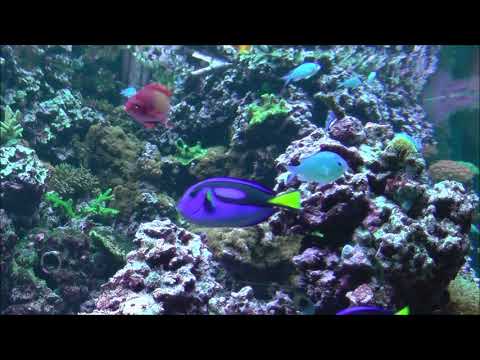 20-11-19 - Brighton Sea Life Centre {1 min}