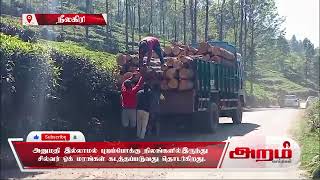 அனுமதி இல்லாமல் புறம்போக்கு நிலங்களில் இருந்து சில்வர் ஓக் மரங்கள் கடத்தல்