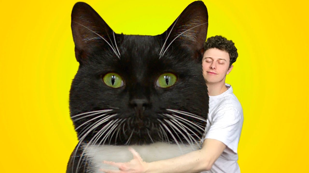 NORMAN - MON NOUVEAU CHAT thumbnail