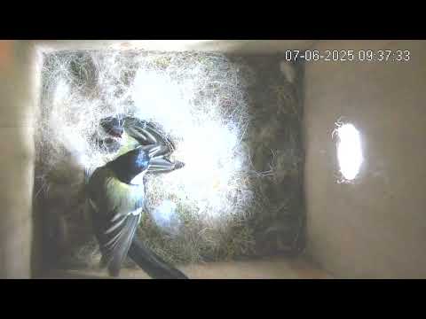 Man voert... de verkeerde