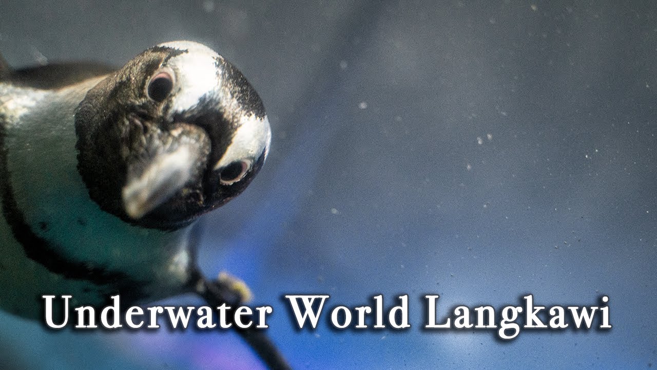 Discover Underwater World Langkawi and explore colorful marine life, sharks, and exotic fish up close!