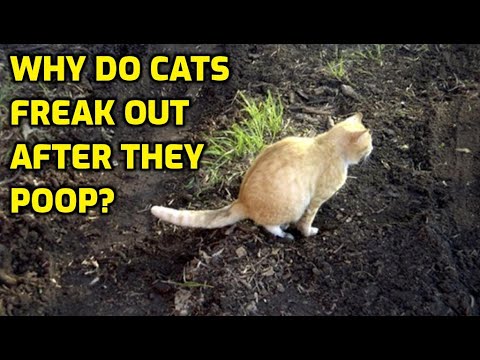 Why Are Cats Hyper After They Poop?