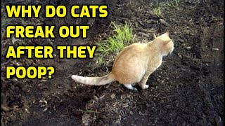 Why Are Cats Hyper After They Poop?