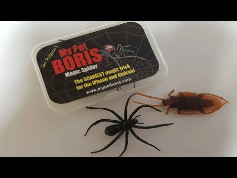 Voir la vidéo Quo Vadis