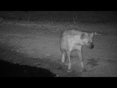 Djuma: Lone Hyena - 04:57 - 08/31/19