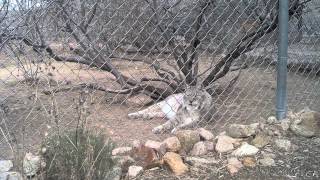 preview picture of video 'Keepers of the Wild Nature Park- Bobcats & Lynx'