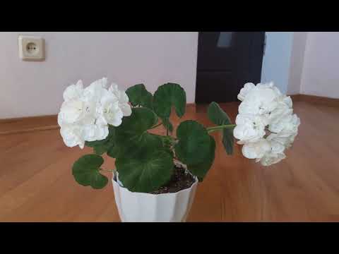 Зональная пеларгония Brixworth Pearl